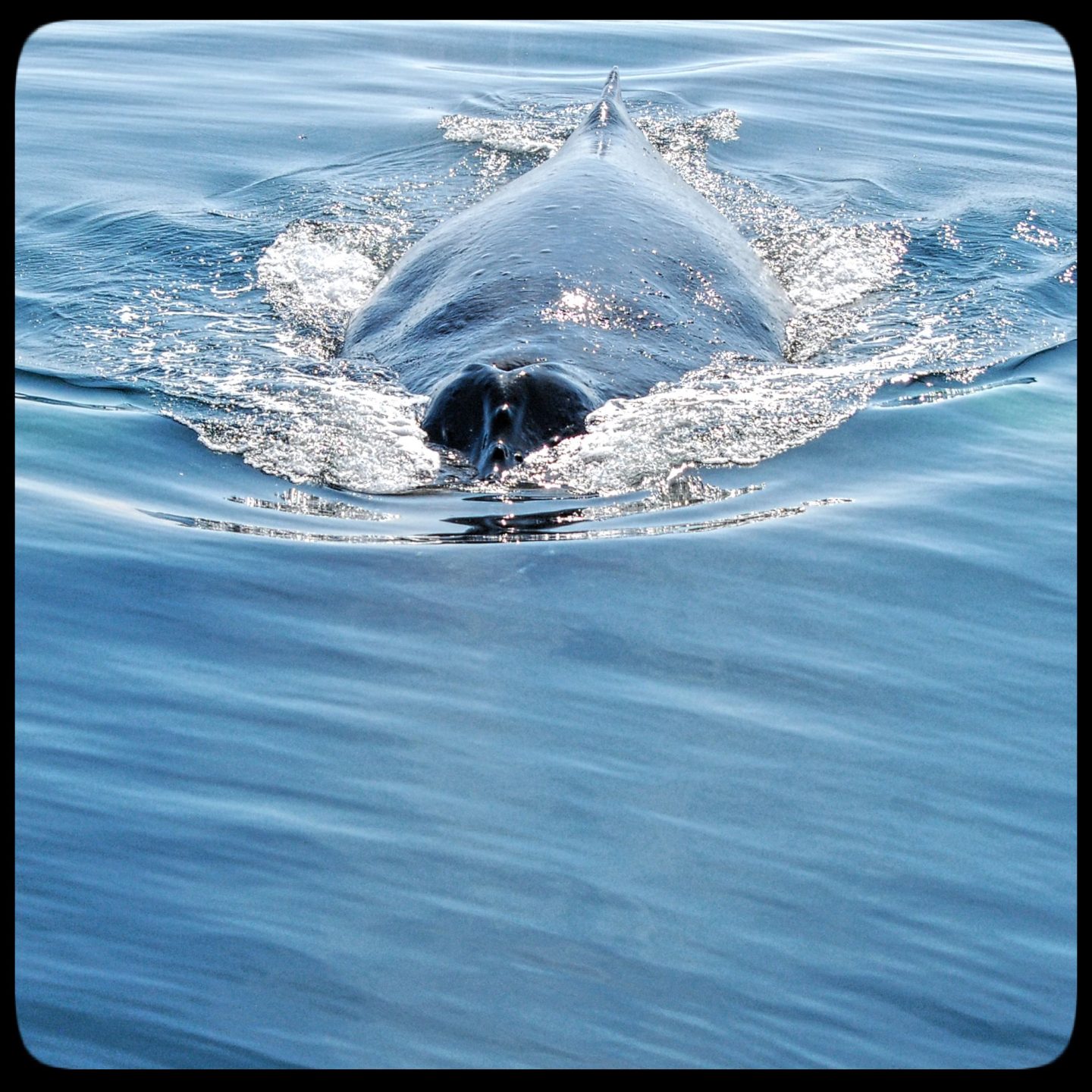 Close Encounter Northwest Navigation Co