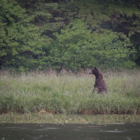 Watching a bear catch fish in Alaska