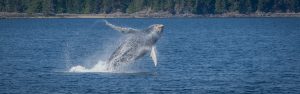 Humbpack whale breaching in Desoation Sound, British COlumbia, Canada