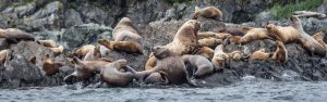 Sealions hauled out in Alaska