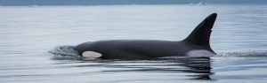 Whale and Marine ecology Cruise of Southeast Alaska