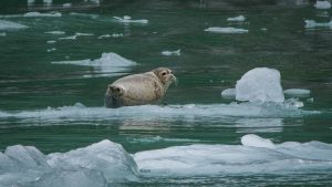 Harbor seal on an iceberg in Alaska.