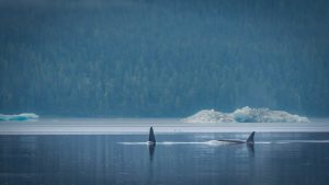 Killer whales in Alaska