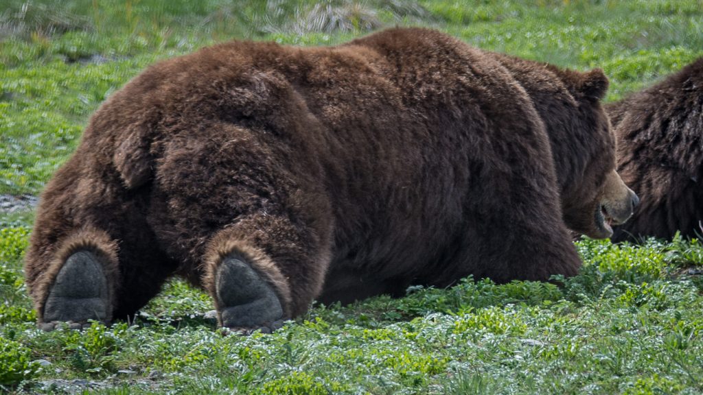 Bear watching at Pack Creek in Alaska