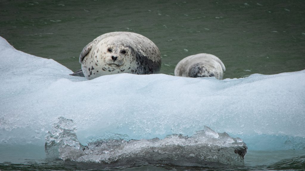 Seal on ice in Alaska. 
