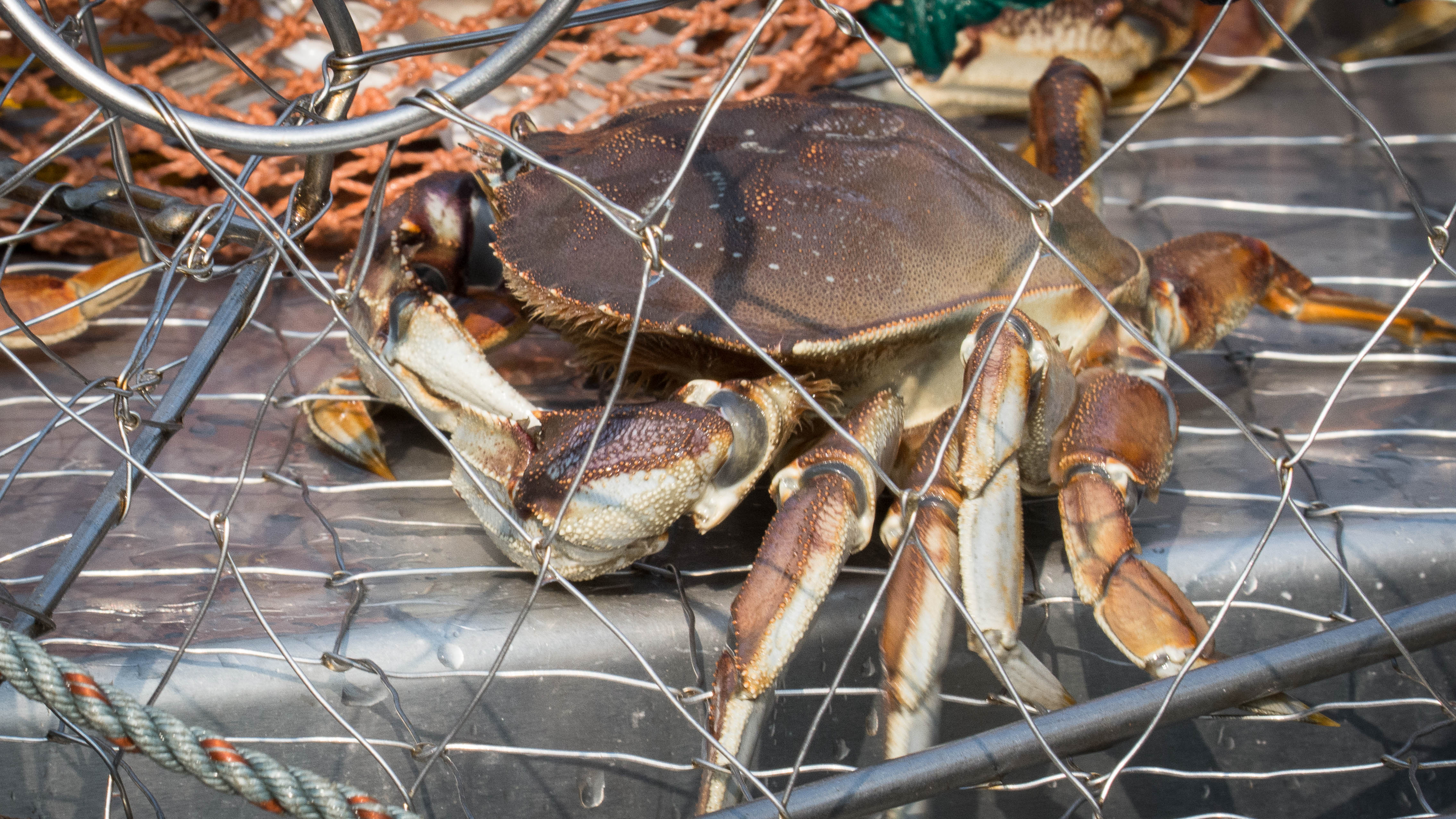 Crab from the David B