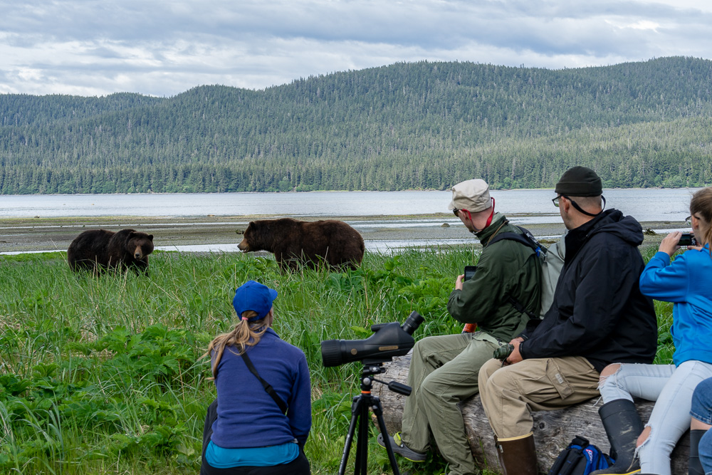 Bears in a meadow with people looking at them