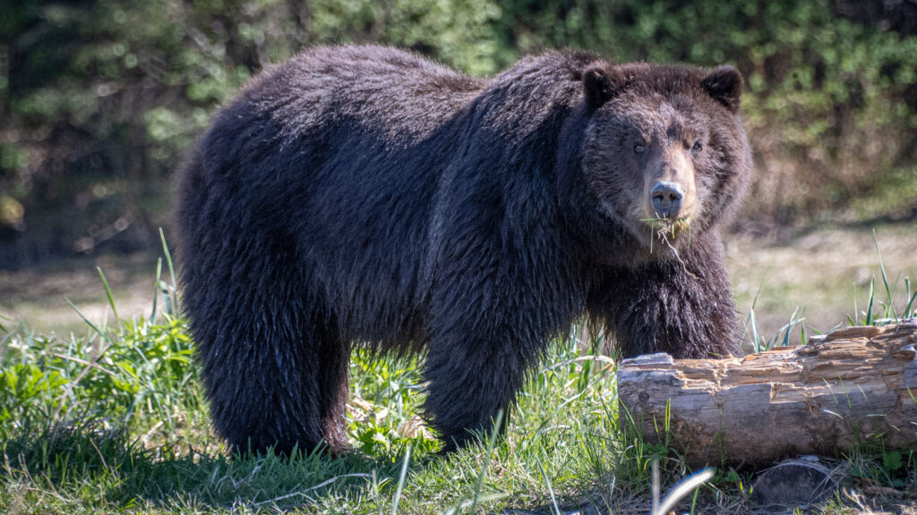 Brown bear at Pack Creek bear viewing area in Alaska